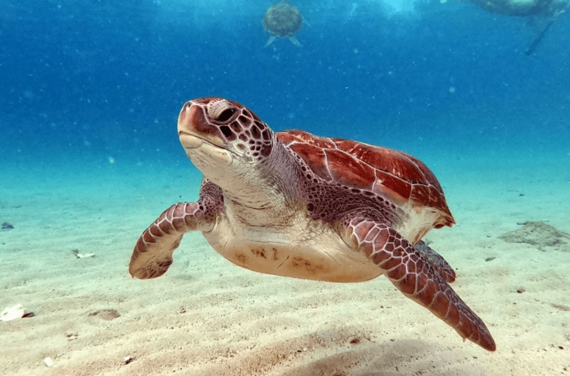 Sea Turtle Swim